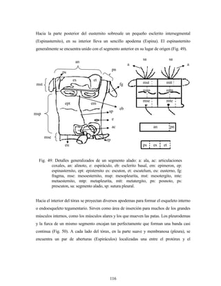 116
Hacia la parte posterior del eusternito sobresale un pequeño esclerito intersegmental
(Espinasternito), en su interior lleva un sencillo apodema (Espina). El espinasternito
generalmente se encuentra unido con el segmento anterior en su lugar de origen (Fig. 49).
Hacia el interior del tórax se proyectan diversos apodemas para formar el esqueleto interno
o endoesqueleto tegumentario. Sirven como área de inserción para muchos de los grandes
músculos internos, como los músculos alares y los que mueven las patas. Los pleurodemas
y la furca de un mismo segmento encajan tan perfectamente que forman una banda casi
continua (Fig. 50). A cada lado del tórax, en la parte suave y membranosa (pleura), se
encuentra un par de aberturas (Espiráculos) localizadas una entre el protórax y el
Fig. 49: Detalles generalizados de un segmento alado: a: ala, ac: articulaciones
coxales, an: alinoto, e: espiráculo, eb: esclerito basal, em: epimeron, ep:
espinasternito, ept: episternito es: escuton, et: escutelum, eu: eusterno, fg:
fragma, mse: mesoesternito, msp: mesopleurita, mst: mesotergito, mte:
metaesternito, mtp: metapleurita, mtt: metatergito, pn: posnoto, ps:
prescuton, sa: segmento alado, sp: sutura pleural.
sa sa
aa
mst
msp
mse
mtt
mtp
mte
an pn
ps es et
es et
emept
ps
an
pn
mst
msp
eb
fg
e
ac
ep
eu
mse
sp
 