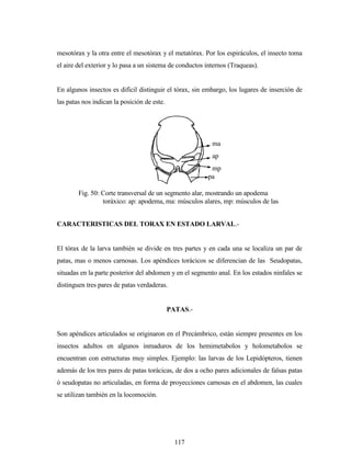117
mesotórax y la otra entre el mesotórax y el metatórax. Por los espiráculos, el insecto toma
el aire del exterior y lo pasa a un sistema de conductos internos (Traqueas).
En algunos insectos es difícil distinguir el tórax, sin embargo, los lugares de inserción de
las patas nos indican la posición de este.
CARACTERISTICAS DEL TORAX EN ESTADO LARVAL.-
El tórax de la larva también se divide en tres partes y en cada una se localiza un par de
patas, mas o menos carnosas. Los apéndices torácicos se diferencian de las Seudopatas,
situadas en la parte posterior del abdomen y en el segmento anal. En los estados ninfales se
distinguen tres pares de patas verdaderas.
PATAS.-
Son apéndices articulados se originaron en el Precámbrico, están siempre presentes en los
insectos adultos en algunos inmaduros de los hemimetabolos y holometabolos se
encuentran con estructuras muy simples. Ejemplo: las larvas de los Lepidópteros, tienen
además de los tres pares de patas torácicas, de dos a ocho pares adicionales de falsas patas
ó seudopatas no articuladas, en forma de proyecciones carnosas en el abdomen, las cuales
se utilizan también en la locomoción.
ma
ap
mp
pa
Fig. 50: Corte transversal de un segmento alar, mostrando un apodema
toráxico: ap: apodema, ma: músculos alares, mp: músculos de las
patas, pa: patas
 