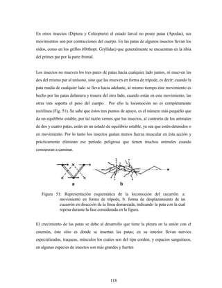 118
En otros insectos (Diptera y Coleoptero) el estado larval no posee patas (Apodas), sus
movimientos son por contracciones del cuerpo. En las patas de algunos insectos llevan los
oídos, como en los grillos (Orthopt. Gryllidae) que generalmente se encuentran en la tibia
del primer par por la parte frontal.
Los insectos no mueven los tres pares de patas hacia cualquier lado juntos, ni mueven las
dos del mismo par al unísono, sino que las mueven en forma de trípode, es decir: cuando la
pata media de cualquier lado se lleva hacia adelante, al mismo tiempo éste movimiento es
hecho por las patas delantera y trasera del otro lado, cuando están en este movimiento, las
otras tres soporta el peso del cuerpo. Por ello la locomoción no es completamente
rectilínea (Fig. 51). Se sabe que éstos tres puntos de apoyo, es el número más pequeño que
da un equilibrio estable, por tal razón vemos que los insectos, al contrario de los animales
de dos y cuatro patas, están en un estado de equilibrio estable, ya sea que estén detenidos o
en movimiento. Por lo tanto los insectos gastan menos fuerza muscular en ésta acción y
prácticamente eliminan ese periodo peligroso que tienen muchos animales cuando
comienzan a caminar.
El crecimiento de las patas se debe al desarrollo que tiene la pleura en la unión con el
esternón, éste sitio es donde se insertan las patas; en su interior llevan nervios
especializados, traqueas, músculos los cuales son del tipo cordón, y espacios sanguíneos,
en algunas especies de insectos son más grandes y fuertes
Figura 51: Representación esquemática de la locomoción del cucarrón: a:
movimiento en forma de trípode, b: forma de desplazamiento de un
cucarrón en dirección de la línea demarcada, indicando la pata con la cual
reposa durante la fase considerada en la figura.
a b
 