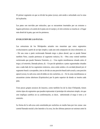 119
El primer segmento en que se divide las patas (coxa), está unido o articulado con la zona
de la pleurita.
Las patas son movidas por músculos, que se encuentran insertados por un extremo a
lugares próximos a la unión de la pata con el cuerpo y el otro extremo se inserta en el lugar
más distal de la pata, que son los pretarsos.
EVOLUCION DE LAS PATAS.-
Las estructuras de los Miriápodos actuales nos muestran que estos segmentos
evolucionaron a partir de un tipo simple y cada uno está compuesto de cinco elementos: a).
- De una zona o parte esclerosada llamada tergo o placa dorsal, que se puede llamar
también Noto, cuando pertenece al segmento torácico, b). - Otra zona ventral también
esclerosada que puede llamarse Esternón, c). - Una región membranosa situada entre el
tergo y el esternito, llamada pleura, d). - Un par de apéndices o patas segmentadas situadas
una a cada lado de los segmentos torácicos, estos están unidos a la cavidad pleural por el
segmento basal o coxopodito, éste se divide en una porción basal (sub-coxal) y una porción
apical (coxa), la sub-coxa está dividida en tres escleritos, e). - En la zona membranosa se
encuentran ciertas aberturas (Espiráculos) por la parte superior de donde se inserta cada
pata.
Unos pocos grupos arcaicos de insectos, como también los de la clase Chilopoda, tienen
ciertos tipos de segmentos que pueden representar el prototipo de estructura simple, sin que
esto implique cambios en su conformación, es decir, subsistiendo el tergo ó noto y el
esternito.
La forma de la sub-coxa está constituida por escleritos en media luna por tres zonas: una
central llamada mesial y dos laterales a la coxa, las dos últimas parecen ser uniones entre la
 