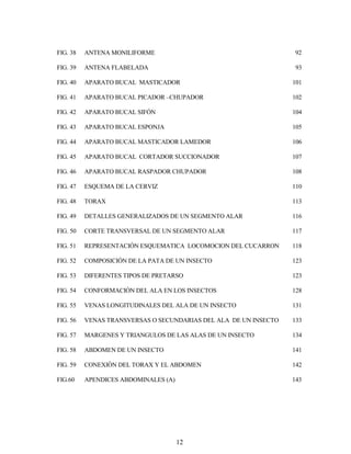 12
FIG. 38 ANTENA MONILIFORME 92
FIG. 39 ANTENA FLABELADA 93
FIG. 40 APARATO BUCAL MASTICADOR 101
FIG. 41 APARATO BUCAL PICADOR –CHUPADOR 102
FIG. 42 APARATO BUCAL SIFÓN 104
FIG. 43 APARATO BUCAL ESPONJA 105
FIG. 44 APARATO BUCAL MASTICADOR LAMEDOR 106
FIG. 45 APARATO BUCAL CORTADOR SUCCIONADOR 107
FIG. 46 APARATO BUCAL RASPADOR CHUPADOR 108
FIG. 47 ESQUEMA DE LA CERVIZ 110
FIG. 48 TORAX 113
FIG. 49 DETALLES GENERALIZADOS DE UN SEGMENTO ALAR 116
FIG. 50 CORTE TRANSVERSAL DE UN SEGMENTO ALAR 117
FIG. 51 REPRESENTACIÓN ESQUEMATICA LOCOMOCION DEL CUCARRON 118
FIG. 52 COMPOSICIÓN DE LA PATA DE UN INSECTO 123
FIG. 53 DIFERENTES TIPOS DE PRETARSO 123
FIG. 54 CONFORMACIÓN DEL ALA EN LOS INSECTOS 128
FIG. 55 VENAS LONGITUDINALES DEL ALA DE UN INSECTO 131
FIG. 56 VENAS TRANSVERSAS O SECUNDARIAS DEL ALA DE UN INSECTO 133
FIG. 57 MARGENES Y TRIANGULOS DE LAS ALAS DE UN INSECTO 134
FIG. 58 ABDOMEN DE UN INSECTO 141
FIG. 59 CONEXIÓN DEL TORAX Y EL ABDOMEN 142
FIG.60 APENDICES ABDOMINALES (A) 143
 