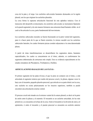 120
coxa de la pata y el tergo. Los escleritos sub-coxales bastantes destacados en la región
pleural, son los que originan los escleritos pleurales.
La coxa forma la supuesta articulación funcional de este apéndice torácico. Con el
transcurso del desarrollo evolucionario, los escleritos sub-coxales se incrustaron fijamente
en la pared segmental y de esta manera formaron una estructura basal bastante sólida en el
cual se iba articular la coxa, parte fundamental del movimiento.
Los escleritos subcoxales mesiales se fueron fusionando en la parte ventral del segmento,
para ir a hacer parte de lo que se llamó externito; lo mismo sucedió con los escleritos
subcoxales laterales, los cuales formaron piezas costales adyacentes a la zona denominada
pleura.
A partir de éstas transformaciones se desarrollaron los segmentos alares, bastantes
especializados, los cuales se concentraron en el tórax; además, se conformaron los
segmentos abdominales de estructura más simple. Esto se evidencia especialmente en los
estados inmaduros de Plecópteros, Trichópteros y Sialidos.
ARTICULACIONES BASALES DE LAS PATAS.-
El primer segmento de las patas (Coxa), el que la pone en contacto con el tórax, y está
articulada al segmento torácico por medio del proceso coxal y la pleura, algunas veces lo
hace con el trocantin, pequeño pleurito-precoxal, que articula en su parte distal con la coxa,
este esclerito no existe prácticamente en los insectos superiores, también se puede
encontrar una articulación externa ventral.
El proceso coxal está situado en el extremo ventral de la sutura pleural, es decir en la parte
de unión entre la pleura y el esternón. El trocantín es un esclerito articulado, de los más
primitivos y se encuentra en la base de la coxa. Entre el trocantín (o la división de este) y el
episternito, ó entre el trocantín y el puente precoxal se encuentra un esclerito anterior
 