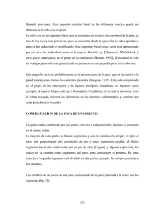 121
llamado ante-coxal. Este pequeño esclerito basal en los diferentes insectos puede ser
derivado de la sub-coxa original.
La sub-coxa es un segmento basal que se encuentra en la parte más proximal de la pata, es
una de las partes más primitivas, pues se encuentra desde la aparición de estos apéndices,
pero se fue reduciendo o modificando. Este segmento basal pocas veces está representado
por un esclerito individual como en la especie Machilis sp. [Thysanura: Machilidae) y
otros pocos apterigotos, en el grupo de los pterigotos (Hansen, 1930], el trocantín es solo
un vestigio, pero está más generalizado su presencia en una pequeña parte de la sub-coxa.
Este pequeño esclerito probablemente es la primera parte de la pata que se incorporó a la
pared torácica para formar los escleritos pleurales (Snograss 1935). Esto está comprobado
en el grupo de los apterigotos y de algunos pterigotos inmaduros, así tenemos como
ejemplo, la especie Magicicada sp. ( Homoptera: Cicadidae), en la cual la sub-coxa, tiene
la forma alargada, muestra las diferencias en los pleuritos rudimentarios y contiene una
corta pieza basal o trocantín.
CONFORMACION DE LA PATA DE UN INSECTO.-
Las patas están constituidas por seis partes, móviles e independientes, siempre se presentan
en el mismo orden.
La mayoría de estas partes se llaman segmentos y son de constitución simple, excepto el
tarso que generalmente está constituido de uno a cinco segmentos tarsales, el último
segmento tarsal está conformado por un par de uñas [Unguis], y algunos cojincillos, los
cuales no se cuentan como segmentos del tarso, pero constituyen el pretarso. En otras
especies el segundo segmento está dividido en dos partes, ejemplo: las avispas parásitas y
los odonatos.
Los nombres de las partes de una pata, comenzando de la parte proximal a la distal, son las
siguientes (fig. 52):
 