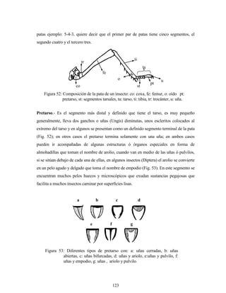 123
patas ejemplo: 5-4-3, quiere decir que el primer par de patas tiene cinco segmentos, el
segundo cuatro y el tercero tres.
Pretarso.- Es el segmento más distal y definido que tiene el tarso, es muy pequeño
generalmente, lleva dos ganchos o uñas (Ungís) diminutas, unos escleritos colocados al
extremo del tarso y en algunos se presentan como un definido segmento terminal de la pata
(Fig. 52); en otros casos el pretarso termina solamente con una uña; en ambos casos
pueden ir acompañadas de algunas estructuras ó órganos especiales en forma de
almohadillas que toman el nombre de arolio, cuando van en medio de las uñas ó pulvilos,
si se sitúan debajo de cada una de ellas, en algunos insectos (Diptera) el arolio se convierte
en un pelo agudo y delgado que toma el nombre de empodio (Fig. 53). En este segmento se
encuentran muchos pelos huecos y microscópicos que exudan sustancias pegajosas que
facilita a muchos insectos caminar por superficies lisas.
a b c d
e f g
Figura 53: Diferentes tipos de pretarso con: a: uñas cerradas, b: uñas
abiertas, c: uñas bifurcadas, d: uñas y ariolo, e:uñas y pulvilo, f:
uñas y empodio, g: uñas , ariolo y pulvilo.
tr
co
fe
ti
ta
st
pt
u
Figura 52: Composición de la pata de un insecto: co: coxa, fe: femur, o: oído pt:
pretarso, st: segmentos tarsales, ta: tarso, ti: tibia, tr: trocánter, u: uña.
o
 