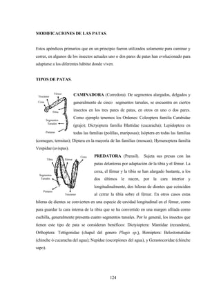 124
Coxa
Trocánter
Fémur
Tibia
Pretarso
Segmentos
Tarsales
Coxa
Trocánter
FémurTibia
Pretarso
Segmentos
Tarsales
MODIFICACIONES DE LAS PATAS.
Estos apéndices primarios que en un principio fueron utilizados solamente para caminar y
correr, en algunos de los insectos actuales uno o dos pares de patas han evolucionado para
adaptarse a los diferentes hábitat donde viven.
TIPOS DE PATAS.
CAMINADORA (Corredora). De segmentos alargados, delgados y
generalmente de cinco segmentos tarsales, se encuentra en ciertos
insectos en los tres pares de patas, en otros en uno o dos pares.
Como ejemplo tenemos los Ordenes: Coleoptera familia Carabidae
(grajo); Dictyoptera familia Blattidae (cucaracha); Lepidoptera en
todas las familias (polillas, mariposas); Isóptera en todas las familias
(comegen, termitas); Diptera en la mayoría de las familias (moscas); Hymenoptera familia
Vespidae (avispas).
PREDATORA (Prensil). Sujeta sus presas con las
patas delanteras por adaptación de la tibia y el fémur. La
coxa, el fémur y la tibia se han alargado bastante, a los
dos últimos le nacen, por la cara interior y
longitudinalmente, dos hileras de dientes que coinciden
al cerrar la tibia sobre el fémur. En otros casos estas
hileras de dientes se convierten en una especie de cavidad longitudinal en el fémur, como
para guardar la cara interna de la tibia que se ha convertido en una margen afilada como
cuchilla, generalmente presenta cuatro segmentos tarsales. Por lo general, los insectos que
tienen este tipo de pata se consideran benéficos: Dictyioptera: Mantidae (rezandera),
Orthoptera: Tettigonidae (chapul del genero Plugis sp.), Hemiptera: Belostomatidae
(chinche ó cucaracha del agua); Nepidae (escorpiones del agua), y Gerastocoridae (chinche
sapo).
 