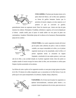 125
COLGADORA. El primer par de patas tienen en la
parte distal del fémur y de la tibia unos apéndices
en forma de garfios bastantes fuertes que le
permiten al insecto colgarse, en otras especies es el
pretarso el que se convierte en gancho,
generalmente tienen un segmento tarsal. Entre los insectos que tienen este tipo de pata
tenemos los ordenes: Homoptera: Cicadidae, (chicharra o cigarra), en la exuvia dejada por
el último estadio ninfal, pues al pasar al estado adulto sus tres pares de patas son
caminadoras; Anoplura: Pediculidae (piojo de la cabeza en los humanos), Haematopinidae
(piojo de los cerdos)
COLECTORA. Los cuatro segmentos tarsales del tercer
par de patas están cubiertos de pelos o setas en número
variable, con mayor intensidad en la tibia y en el primer
segmento tarsal que se ha ensanchado, entre la tibia y el
primer segmento tarsal, se encuentra un órgano
limpiador, constituido de una espina gruesa y curva que
sale de la tibia y una cavidad situada en el primer segmento tarsal, éstas dos partes se
acoplan cuando el insecto recoge los tarsos sobre la tibia, este movimiento se utiliza para
limpiar el polen acumulado en las antenas.
Las hileras de setas o pelos en los segmentos tarsales se usan para recoger granos de polen
de la flor. El número de celdas marginales que se encuentran en la tibia forma el saco de
polen que le sirve para transportarlo a la colmena. (Apidae: abejas, abejorros).
NADADORA. En el tercer par de patas los segmentos se
aplanan horizontalmente, contienen pelos fuertes y su
conjunto tienen la apariencia de un remo, para moverse en
Coxa
Trocánter
Fémur
Tibia
Pretarso
Segmentos
Tarsales
Organo
Limpiador
Coxa
Trocánter
Fémur
Tibia
Pretarso
Segmentos
Tarsales
Coxa
Trocánter
Fémur Tibia
Pretarso
Segmentos
Tarsales
 