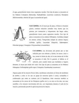 126
el agua, generalmente tienen cinco segmentos tarsales. Este tipo de patas se encuentra en
los Ordenes Coleoptera (Dytiscidae, Hydrophilidae: cucarrones acuáticos), Hemiptera
(Belostomatidae: chinche del agua ó cucaracha del agua).
SALTADORA. En el tercer par de patas, el fémur es bastante
grueso, contiene músculos estriados muy fuertes que les
permite, por contracción y relajamiento, dar largos saltos,
generalmente tienen cuatro segmentos tarsales. Este tipo de
pata se encuentra en los ordenes Orthoptera: Acrididae (chapul
de antenas cortas), Tettigonidae (chapul de antenas largas),
Grillidae (grillo), Lacustidae (langosta), Siphonaptera:
Pulicidae (pulga), Coleoptera: Chrysomelidae (crisomélidos).
CAVADORA. Las divisiones del primer par se han
reducido pero son robustas y fuertes, los tarsos, cinco o
tres, toman la forma de uña, en la cara interna de la tibia
se encuentra el oído. Por lo general, el hábitat es el
subsuelo, pero cuando tienen que trasladarse a lugares
distantes, lo hacen por medio del vuelo. Este tipo de pata se encuentra en los Ordenes
Orthoptera: Grillotalpidae (grillo topo), Coleoptera: Scarabaeidae (cucarrones).
Algunas patas de los insectos llevan oídos, membranas cuticulares en forma de membrana
de tambor, a estos se les une un grupo de sensorias [pelos ó setas], scolopidias ó
cordotonales que están en contacto con el hipodermo, éstas sensorias también se
encuentran en los cercus de los Ortopteros (grillos etc.) y en otros en las alas, son muy
sensibles a los menores movimientos del aire, son importantes durante el vuelo de los
insectos, permitiendo percibir la aproximación de los objetos.
Tibia
Segmentos
Tarsales
Coxa
Trocánter
Fémur
Pretarso
Tibia
Segmentos
Tarsales
CoxaTrocánter
Fémur
Pretarso
 