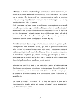 129
Estructuras de las alas. Están formadas por la unión de dos laminas membranosas, una
superior y otra inferior y reforzadas internamente por ciertas fibras huecas y esclerosadas
que las soportan y les dan dureza (venas o nervaduras), en su interior se encuentran
nervios, traqueas y sangre (hemolinfa). Las venas reciben nombres especiales y son muy
útiles en la identificación de los insectos.
El ala está unida al cuerpo del insecto por medio de dos protuberancias del noto de cada
uno de los segmentos alares, por medio de una bisagra membranosa, la cual ayuda a darle
el gozne necesario al ala y que contiene varios escleritos asilares en la base del noto y dos
escleritos alares (basalar y subalar), separados por la apófisis alar y sé sitúan a cada lado de
los procesos alares de la pleura. Los escleritos y la membrana permiten que las alas se
plieguen o se coloquen sobre el tórax y parte del abdomen (Fig.54c).
Venación (neuracion). Sobre el origen de las venas existen dos teorías: la primera, que fue
por adaptación a través del tiempo, es decir, que antes los apéndices alares no tenían
venas, y estas se fueron formando las fibras para darles firmeza. La segunda teoría, sostiene
que fueron prolongaciones de la parte dorsolateral del tórax, y las traqueas se proyectaron
en medio de los dos pliegues que formaron las alas y que con el paso del tiempo se
llegaron a separar por sus bases del cuerpo del insecto. Las venas se fueron engrosando y le
dieron rigidez a las membranas delgadas que constituyen el ala.
Algunas de las venas corren desde la base hasta el ápice del ala (venas longitudinales)
(Fig.55), otras unen a las venas longitudinales (venas transversas) (Fig.56). El conjunto de
venas en las alas es lo que se denomina venación ó neuración. Debido a la amplia gama
de venación que presentan los insectos, en sus alas suministran muchas características para
la clasificación
Los trabajos de Comstock y Needham (1918 y 1935), nos enseñan las bases para la
interpretación de la venación. Borror, D.J, y Delong, D.M. (l960), indican la nomenclatura
y las abreviaturas de uso común.
 