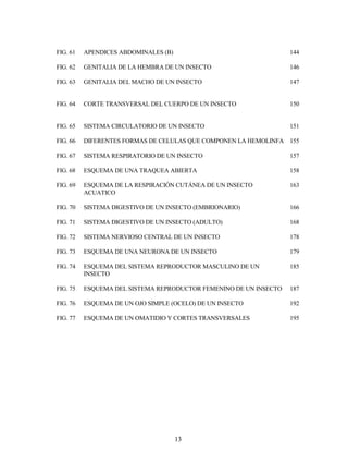 13
FIG. 61 APENDICES ABDOMINALES (B) 144
FIG. 62 GENITALIA DE LA HEMBRA DE UN INSECTO 146
FIG. 63 GENITALIA DEL MACHO DE UN INSECTO 147
FIG. 64 CORTE TRANSVERSAL DEL CUERPO DE UN INSECTO 150
FIG. 65 SISTEMA CIRCULATORIO DE UN INSECTO 151
FIG. 66 DIFERENTES FORMAS DE CELULAS QUE COMPONEN LA HEMOLINFA 155
FIG. 67 SISTEMA RESPIRATORIO DE UN INSECTO 157
FIG. 68 ESQUEMA DE UNA TRAQUEA ABIERTA 158
FIG. 69 ESQUEMA DE LA RESPIRACIÓN CUTÁNEA DE UN INSECTO
ACUATICO
163
FIG. 70 SISTEMA DIGESTIVO DE UN INSECTO (EMBRIONARIO) 166
FIG. 71 SISTEMA DIGESTIVO DE UN INSECTO (ADULTO) 168
FIG. 72 SISTEMA NERVIOSO CENTRAL DE UN INSECTO 178
FIG. 73 ESQUEMA DE UNA NEURONA DE UN INSECTO 179
FIG. 74 ESQUEMA DEL SISTEMA REPRODUCTOR MASCULINO DE UN
INSECTO
185
FIG. 75 ESQUEMA DEL SISTEMA REPRODUCTOR FEMENINO DE UN INSECTO 187
FIG. 76 ESQUEMA DE UN OJO SIMPLE (OCELO) DE UN INSECTO 192
FIG. 77 ESQUEMA DE UN OMATIDIO Y CORTES TRANSVERSALES 195
 