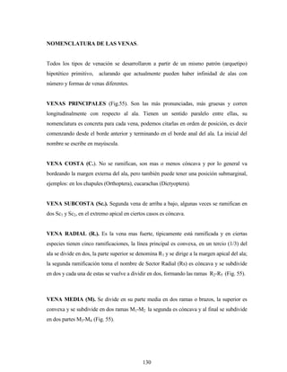 130
NOMENCLATURA DE LAS VENAS.
Todos los tipos de venación se desarrollaron a partir de un mismo patrón (arquetipo)
hipotético primitivo, aclarando que actualmente pueden haber infinidad de alas con
número y formas de venas diferentes.
VENAS PRINCIPALES (Fig.55). Son las más pronunciadas, más gruesas y corren
longitudinalmente con respecto al ala. Tienen un sentido paralelo entre ellas, su
nomenclatura es concreta para cada vena, podemos citarlas en orden de posición, es decir
comenzando desde el borde anterior y terminando en el borde anal del ala. La inicial del
nombre se escribe en mayúscula.
VENA COSTA (C.). No se ramifican, son mas o menos cóncava y por lo general va
bordeando la margen externa del ala, pero también puede tener una posición submarginal,
ejemplos: en los chapules (Orthoptera), cucarachas (Dictyoptera).
VENA SUBCOSTA (Sc.). Segunda vena de arriba a bajo, algunas veces se ramifican en
dos Sc1 y Sc2, en el extremo apical en ciertos casos es cóncava.
VENA RADIAL (R.). Es la vena mas fuerte, típicamente está ramificada y en ciertas
especies tienen cinco ramificaciones, la línea principal es convexa, en un tercio (1/3) del
ala se divide en dos, la parte superior se denomina R1 y se dirige a la margen apical del ala;
la segunda ramificación toma el nombre de Sector Radial (Rs) es cóncava y se subdivide
en dos y cada una de estas se vuelve a dividir en dos, formando las ramas R2-R5 (Fig. 55).
VENA MEDIA (M). Se divide en su parte media en dos ramas o brazos, la superior es
convexa y se subdivide en dos ramas M1-M2 la segunda es cóncava y al final se subdivide
en dos partes M3-M4 (Fig. 55).
 