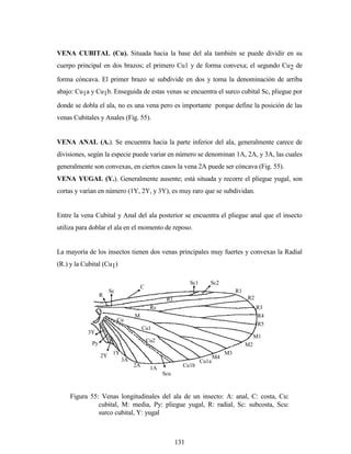 131
VENA CUBITAL (Cu). Situada hacia la base del ala también se puede dividir en su
cuerpo principal en dos brazos; el primero Cu1 y de forma convexa; el segundo Cu2 de
forma cóncava. El primer brazo se subdivide en dos y toma la denominación de arriba
abajo: Cu1a y Cu1b. Enseguida de estas venas se encuentra el surco cubital Sc, pliegue por
donde se dobla el ala, no es una vena pero es importante porque define la posición de las
venas Cubitales y Anales (Fig. 55).
VENA ANAL (A.). Se encuentra hacia la parte inferior del ala, generalmente carece de
divisiones, según la especie puede variar en número se denominan 1A, 2A, y 3A, las cuales
generalmente son convexas, en ciertos casos la vena 2A puede ser cóncava (Fig. 55).
VENA YUGAL (Y.). Generalmente ausente; está situada y recorre el pliegue yugal, son
cortas y varían en número (1Y, 2Y, y 3Y), es muy raro que se subdividan.
Entre la vena Cubital y Anal del ala posterior se encuentra el pliegue anal que el insecto
utiliza para doblar el ala en el momento de reposo.
La mayoría de los insectos tienen dos venas principales muy fuertes y convexas la Radial
(R.) y la Cubital (Cu1)
C
Sc1 Sc2
R1
R2
R3
R4
R5
M1
M2
M3
M4
Cu1a
Cu1b
Scu
1A2A
3A
Cu2
Cu1
Cu
M
Rs
R1
Sc
R
1Y
3Y
Py
2Y
Figura 55: Venas longitudinales del ala de un insecto: A: anal, C: costa, Cu:
cubital, M: media, Py: pliegue yugal, R: radial, Sc: subcosta, Scu:
surco cubital, Y: yugal
 