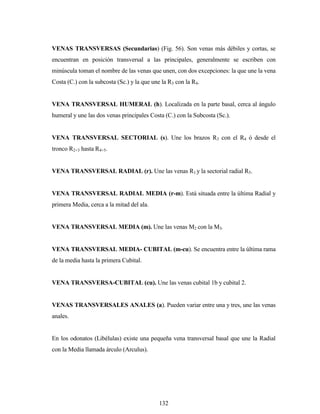 132
VENAS TRANSVERSAS (Secundarias) (Fig. 56). Son venas más débiles y cortas, se
encuentran en posición transversal a las principales, generalmente se escriben con
minúscula toman el nombre de las venas que unen, con dos excepciones: la que une la vena
Costa (C.) con la subcosta (Sc.) y la que une la R3 con la R4.
VENA TRANSVERSAL HUMERAL (h). Localizada en la parte basal, cerca al ángulo
humeral y une las dos venas principales Costa (C.) con la Subcosta (Sc.).
VENA TRANSVERSAL SECTORIAL (s). Une los brazos R3 con el R4 ó desde el
tronco R2+3 hasta R4+5.
VENA TRANSVERSAL RADIAL (r). Une las venas R1 y la sectorial radial R5.
VENA TRANSVERSAL RADIAL MEDIA (r-m). Está situada entre la última Radial y
primera Media, cerca a la mitad del ala.
VENA TRANSVERSAL MEDIA (m). Une las venas M2 con la M3.
VENA TRANSVERSAL MEDIA- CUBITAL (m-cu). Se encuentra entre la última rama
de la media hasta la primera Cubital.
VENA TRANSVERSA-CUBITAL (cu). Une las venas cubital 1b y cubital 2.
VENAS TRANSVERSALES ANALES (a). Pueden variar entre una y tres, une las venas
anales.
En los odonatos (Libélulas) existe una pequeña vena transversal basal que une la Radial
con la Media llamada árculo (Arculus).
 