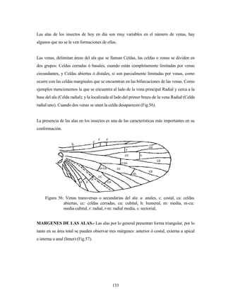 133
Las alas de los insectos de hoy en día son muy variables en el número de venas, hay
algunos que no se le ven formaciones de ellas.
Las venas, delimitan áreas del ala que se llaman Celdas, las celdas o zonas se dividen en
dos grupos: Celdas cerradas ó basales, cuando están completamente limitadas por venas
circundantes, y Celdas abiertas ó dístales, si son parcialmente limitadas por venas, como
ocurre con las celdas marginales que se encuentran en las bifurcaciones de las venas. Como
ejemplos mencionemos la que se encuentra al lado de la vena principal Radial y cerca a la
base del ala (Celda radial); y la localizada al lado del primer brazo de la vena Radial (Celda
radial uno). Cuando dos venas se unen la celda desaparecen (Fig.56).
La presencia de las alas en los insectos es una de las características más importantes en su
conformación.
MARGENES DE LAS ALAS.- Las alas por lo general presentan forma triangular, por lo
tanto en su área total se pueden observar tres márgenes: anterior ó costal, externa u apical
e interna u anal (Inner) (Fig.57).
h
c
c c
r
ca
cc
ca
ca
cc
cc
s
m
r-m
m-cu
cu
a
aa
Figura 56: Venas transversas o secundarias del ala: a: anales, c: costal, ca: celdas
abiertas, cc: celdas cerradas, cu: cubital, h: humeral, m: media, m-cu:
media cubital, r: radial, r-m: radial media, s: sectorial,
 