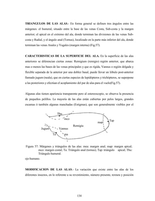 134
TRIANGULOS DE LAS ALAS.- En forma general se definen tres ángulos entre las
márgenes: el humeral, situado entre la base de las venas Costa, Sub-costa y la margen
anterior; el apical en el extremo del ala, donde terminan las divisiones de las venas Sub-
costa y Radial, y el ángulo anal (Tornus), localizado en la parte más inferior del ala, donde
terminan las venas Anales y Yugales (margen interna) (Fig.57).
CARACTERISTICAS DE LA SUPERFICIE DEL ALA. En la superficie de las alas
anteriores se diferencian ciertas zonas: Remigium (remigio) región anterior, que abarca
mas o menos las bases de las venas principales y que es rígida, Vannus o región delgada y
flexible separada de la anterior por una doblez basal, puede llevar un lóbulo post-anterior
llamado jugum (neala), que en ciertas especies de lepidópteros y trichópteros, se superpone
a las posteriores y efectúan el acoplamiento del par de alas para el vuelo(Fig.57).
Algunas alas tienen apariencia transparente pero al estereoscopio, se observa la presencia
de pequeños pelillos. La mayoría de las alas están cubiertas por pelos largos, grandes
escamas ó también algunas manchadas (Estigmas), que son generalmente visibles por el
ojo humano.
MODIFICACION DE LAS ALAS.- La variación que existe entre las alas de los
diferentes insectos, en lo referente a su revestimiento, número presente, textura y posición
mco
map
ma
Thu
Tap
Ta
Remigiu
mVannusJugum
Figura 57: Márgenes y triángulos de las alas: mea: margen anal; map: margen apical;
mco: margen costal; Ta: Triángulo anal (tornus); Tap: triángulo apical; Thu:
Triángulo humeral.
 