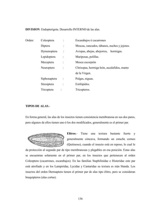 136
DIVISION: Endopterigota. Desarrollo INTERNO de las alas.
Orden: Coleoptera : Escarabajos ó cucarrones
Diptera : Moscas, zancudos, tábanos, nuches y jejenes.
Hymenoptera : Avispas, abejas, abejorros, hormigas.
Lepidoptera : Mariposas, polillas.
Mecoptera : Mosca escorpión
Neuroptero : Chrisopas, hormiga león, ascalafidos, manto
de la Virgen.
Siphonaptera : Pulgas, niguas.
Stresiptera : Estilópidos.
Tricoptera : Tricopteros.
TIPOS DE ALAS.-
En forma general, las alas de los insectos tienen consistencia membranosa en sus dos pares,
pero algunos de ellos tienen uno ó los dos modificados, generalmente es el primer par.
Elitros.- Tiene una textura bastante fuerte y
generalmente cóncava, formando un estuche corneo
(Quitinoso), cuando el insecto está en reposo, lo cual le
da protección al segundo par de tipo membranosas y plegables en esa posición. Estas alas
se encuentran solamente en el primer par, en los insectos que pertenecen al orden
Coleoptera (cucarrones, escarabajos). En las familias Staphilinidae e Histeridae este par
está atrofiado y en los Lampiridae, Lycidae y Cantaridae su textura es más blanda. Los
insectos del orden Dermaptera tienen el primer par de alas tipo élitro, pero se consideran
braquipteros (alas cortas).
 