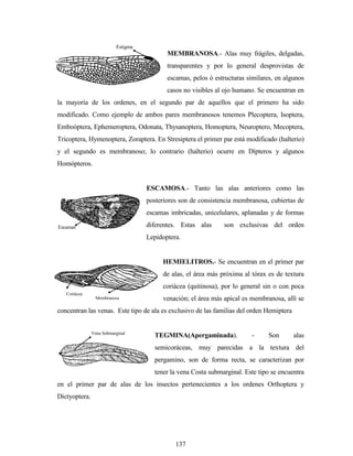 137
MEMBRANOSA.- Alas muy frágiles, delgadas,
transparentes y por lo general desprovistas de
escamas, pelos ó estructuras similares, en algunos
casos no visibles al ojo humano. Se encuentran en
la mayoría de los ordenes, en el segundo par de aquellos que el primero ha sido
modificado. Como ejemplo de ambos pares membranosos tenemos Plecoptera, Isoptera,
Emboóptera, Ephemeroptera, Odonata, Thysanoptera, Homoptera, Neuroptero, Mecoptera,
Tricoptera, Hymenoptera, Zoraptera. En Stresiptera el primer par está modificado (halterio)
y el segundo es membranoso; lo contrario (halterio) ocurre en Dípteros y algunos
Homópteros.
ESCAMOSA.- Tanto las alas anteriores como las
posteriores son de consistencia membranosa, cubiertas de
escamas imbricadas, unicelulares, aplanadas y de formas
diferentes. Estas alas son exclusivas del orden
Lepidoptera.
HEMIELITROS.- Se encuentran en el primer par
de alas, el área más próxima al tórax es de textura
coriácea (quitinosa), por lo general sin o con poca
venación; el área más apical es membranosa, allí se
concentran las venas. Este tipo de ala es exclusivo de las familias del orden Hemiptera
TEGMINA(Apergaminada). - Son alas
semicoráceas, muy parecidas a la textura del
pergamino, son de forma recta, se caracterizan por
tener la vena Costa submarginal. Este tipo se encuentra
en el primer par de alas de los insectos pertenecientes a los ordenes Orthoptera y
Dictyoptera.
Estigma
Escamas
Coriácea
Membranosa
Vena Submarginal
 