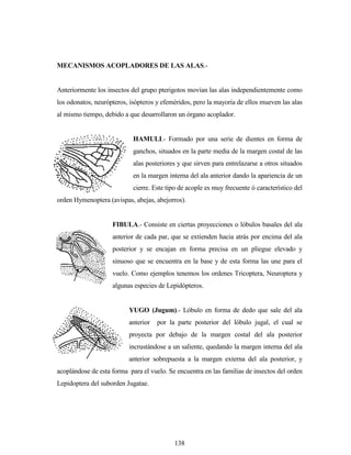 138
MECANISMOS ACOPLADORES DE LAS ALAS.-
Anteriormente los insectos del grupo pterigotos movían las alas independientemente como
los odonatos, neurópteros, isópteros y efeméridos, pero la mayoría de ellos mueven las alas
al mismo tiempo, debido a que desarrollaron un órgano acoplador.
HAMULI.- Formado por una serie de dientes en forma de
ganchos, situados en la parte media de la margen costal de las
alas posteriores y que sirven para entrelazarse a otros situados
en la margen interna del ala anterior dando la apariencia de un
cierre. Este tipo de acople es muy frecuente ó característico del
orden Hymenoptera (avispas, abejas, abejorros).
FIBULA.- Consiste en ciertas proyecciones o lóbulos basales del ala
anterior de cada par, que se extienden hacia atrás por encima del ala
posterior y se encajan en forma precisa en un pliegue elevado y
sinuoso que se encuentra en la base y de esta forma las une para el
vuelo. Como ejemplos tenemos los ordenes Tricoptera, Neuroptera y
algunas especies de Lepidópteros.
YUGO (Jugum).- Lóbulo en forma de dedo que sale del ala
anterior por la parte posterior del lóbulo jugal, el cual se
proyecta por debajo de la margen costal del ala posterior
incrustándose a un saliente, quedando la margen interna del ala
anterior sobrepuesta a la margen externa del ala posterior, y
acoplándose de esta forma para el vuelo. Se encuentra en las familias de insectos del orden
Lepidoptera del suborden Jugatae.
 