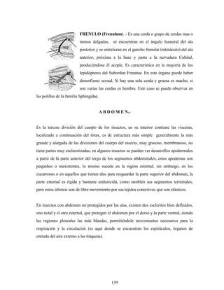 139
FRENULO (Frenulum). - Es una cerda o grupo de cerdas mas o
menos delgadas, sé encuentran en el ángulo humeral del ala
posterior y se entrelazan en el gancho frenular (retináculo) del ala
anterior, próxima a la base y junto a la nervadura Cubital,
produciéndose él acople. Es característico en la mayoría de los
lepidópteros del Suborden Frenatae. En este órgano puede haber
dimorfismo sexual. Si hay una sola cerda y gruesa es macho, si
son varias las cerdas es hembra. Este caso se puede observar en
las polillas de la familia Sphingidae.
A B D O M E N.-
Es la tercera división del cuerpo de los insectos, en su interior contiene las vísceras,
localizado a continuación del tórax, es de estructura más simple generalmente la más
grande y alargada de las divisiones del cuerpo del insecto, muy grasoso, membranoso, no
tiene partes muy esclerotizadas, en algunos insectos se pueden ver desarrollos apodermales
a partir de la parte anterior del tergo de los segmentos abdominales, estos apodemas son
pequeños o inexistentes, lo mismo sucede en la región esternal; sin embargo, en los
cucarrones o en aquellos que tienen alas para resguardar la parte superior del abdomen, la
parte esternal es rígida y bastante endurecida, como también sus segmentos terminales,
pero estos últimos son de libre movimiento por sus tejidos conectivos que son elásticos.
En insectos con abdomen no protegidos por las alas, existen dos escleritos bien definidos,
uno notal y el otro esternal, que protegen el abdomen por el dorso y la parte ventral, siendo
las regiones pleurales las más blandas, permitiéndole movimientos necesarios para la
respiración y la circulación (es aquí donde se encuentran los espiráculos, órganos de
entrada del aire externo a las tráqueas).
 