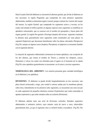 140
Hacia la parte final del abdomen se encuentra la abertura genital, que divide al abdomen en
tres secciones: la región Pregenital, que comprende los siete primeros segmentos
abdominales, también se denomina región visceral, porque contiene las vísceras del cuerpo
del insecto. La región Genital: que comprende los segmentos octavo y noveno, en los
cuales está situado el orificio genital, en algunas especies estos segmentos se modifican en
apéndices estructurales, que se conocen con el nombre de gonopodos y hacen parte del
órgano genital. La región Pos-genital o Proctiger después del noveno segmento contienen
la abertura anal, generalmente estos segmentos están constituidos por unas placas: la
supranal (Epiprocto) que descansan lateralmente sobre las placas sub-anales (Paraprocto)
(Fig.58), aunque en algunos casos (Isoptera, Plecoptera), el epiprocto se encuentra fundido
con el segmento décimo.
La mayoría de segmentos abdominales (urómeros) no tienen apéndices, con excepción de
los dos últimos, que toman el nombre de Telson y contiene los clásperes, cercus,
filamentos y valvas, los cuales son utilizados para el agarre en el momento de la cópula
(Fig.58), estos apéndices generalmente se encuentran en el octavo y noveno segmentos.
MORFOLOGIA DEL ABDOMEN.- Los insectos presentan gran variedad morfológica
en el abdomen y sus apéndices.
DIVISIONES.- El abdomen se puede dividir longitudinalmente en tres secciones: una
placa dorsal esclerosada o tergo, una ventral ó esterno unidas por la membrana pleural,
sobre ésta y lateralmente en los primeros ocho segmentos, se encuentran una serie (un par
en cada segmento) de pequeñas aberturas externas (Espiráculos) que están conectadas al
aparato respiratorio y que están situados sobre un esclerito (Peritrema).
El abdomen además tiene una serie de divisiones verticales, llamados segmentos
abdominales ó urómeros (uritos), cuyo número varia de nueve a once, observables
generalmente diez, ya que el segmento once es retráctil tiende a esconderse (Fig.58). Sin
 