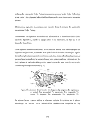 141
embargo, las especies del Orden Protura tienen doce segmentos, las del Orden Collembola
seis ó cuatro y las avispas de la Familia Chrysididae pueden tener tres o cuatro segmentos
visibles.
El número de segmentos abdominales están presentes desde el momento del nacimiento,
excepto en el Orden Protura.
Cuando todos los segmentos abdominales se desarrollan en el embrión se conoce como
desarrollo Epimórfico, cuando se agregan otros en su crecimiento, se dice que es un
desarrollo Anamórfico.
Cada segmento abdominal (Urómero) de los insectos adultos, está constituido por tres
segmentos longitudinales, nombrados de la parte dorsal a la ventral: el urotergito ó placa
dorsal, la uropleurita zona central membranosa y elástica, donde se localiza el espiráculo, y
que une la parte dorsal con la ventral, algunas veces esta zona pleural está oculta por las
imbricaciones de los bordes del tergo sobre los del externo. La parte ventral o uroesternito
constituida por una placa esternal (Fig.58).
En algunas larvas y pocos adultos se observan vestigios de escleritos en la pleura;
sinembargo, en muchas larvas holometábolas (metamorfosis completa) no hay
Figura. 58: Abdomen de un Insecto: Cl: clasperes; Ep: epiproto; Es: espiráculo;
g: genital; Pog: posgenital; Pp: paraprocto; Prg: pregenital; Te:
telson; Ti: tímpano; Ue: uroesternito; Up: uropleurita; Ut:
urotergito.
Prg
Pogg
Ep
Pp
Te
Cl
Es
Ue
Up
Ut
Ti
 