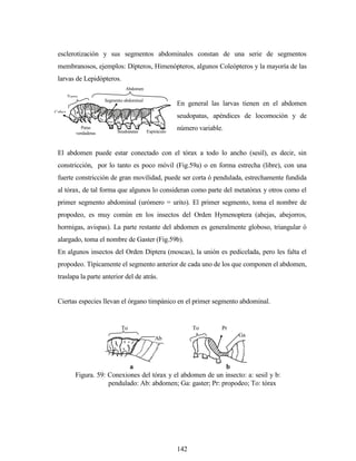142
Torax
Cabez
a
Patas
verdaderas Seudopatas
Abdomen
Segmento abdominal
Espiráculo
esclerotización y sus segmentos abdominales constan de una serie de segmentos
membranosos, ejemplos: Dípteros, Himenópteros, algunos Coleópteros y la mayoría de las
larvas de Lepidópteros.
En general las larvas tienen en el abdomen
seudopatas, apéndices de locomoción y de
número variable.
El abdomen puede estar conectado con el tórax a todo lo ancho (sesil), es decir, sin
constricción, por lo tanto es poco móvil (Fig.59a) o en forma estrecha (libre), con una
fuerte constricción de gran movilidad, puede ser corta ó pendulada, estrechamente fundida
al tórax, de tal forma que algunos lo consideran como parte del metatórax y otros como el
primer segmento abdominal (urómero = urito). El primer segmento, toma el nombre de
propodeo, es muy común en los insectos del Orden Hymenoptera (abejas, abejorros,
hormigas, avispas). La parte restante del abdomen es generalmente globoso, triangular ó
alargado, toma el nombre de Gaster (Fig.59b).
En algunos insectos del Orden Diptera (moscas), la unión es pedicelada, pero les falta el
propodeo. Típicamente el segmento anterior de cada uno de los que componen el abdomen,
traslapa la parte anterior del de atrás.
Ciertas especies llevan el órgano timpánico en el primer segmento abdominal.
Ab
To To
Ga
Pr
ba
Figura. 59: Conexiones del tórax y el abdomen de un insecto: a: sesil y b:
pendulado: Ab: abdomen; Ga: gaster; Pr: propodeo; To: tórax
 