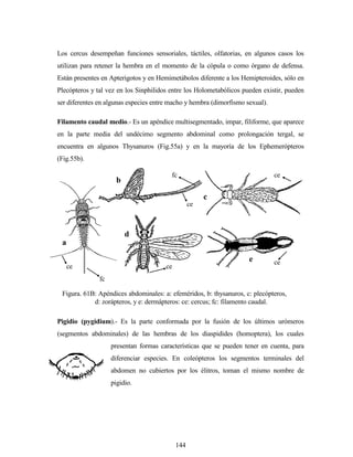 144
Los cercus desempeñan funciones sensoriales, táctiles, olfatorias, en algunos casos los
utilizan para retener la hembra en el momento de la cópula o como órgano de defensa.
Están presentes en Apterigotos y en Hemimetábolos diferente a los Hemipteroides, sólo en
Plecópteros y tal vez en los Sinphilidos entre los Holometabólicos pueden existir, pueden
ser diferentes en algunas especies entre macho y hembra (dimorfismo sexual).
Filamento caudal medio.- Es un apéndice multisegmentado, impar, filiforme, que aparece
en la parte media del undécimo segmento abdominal como prolongación tergal, se
encuentra en algunos Thysanuros (Fig.55a) y en la mayoría de los Ephemerópteros
(Fig.55b).
Pigidio (pygidium).- Es la parte conformada por la fusión de los últimos urómeros
(segmentos abdominales) de las hembras de los diaspidides (homoptera), los cuales
presentan formas características que se pueden tener en cuenta, para
diferenciar especies. En coleópteros los segmentos terminales del
abdomen no cubiertos por los élitros, toman el mismo nombre de
pigidio.
a
b
c
d
e
ce
ce
ce
cece
fc
fc
Figura. 61B: Apéndices abdominales: a: efeméridos, b: thysanuros, c: plecópteros,
d: zorápteros, y e: dermápteros: ce: cercus; fc: filamento caudal.
 