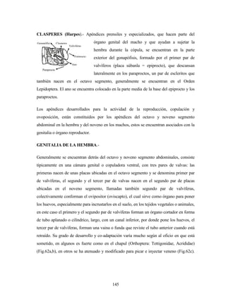 145
CLASPERES (Harpes).- Apéndices prensiles y especializados, que hacen parte del
órgano genital del macho y que ayudan a sujetar la
hembra durante la cópula, se encuentran en la parte
exterior del gonapófisis, formado por el primer par de
valvíferos (placa súbanla = epiprocto), que descansan
lateralmente en los paraproctos, un par de escleritos que
también nacen en el octavo segmento, generalmente se encuentran en el Orden
Lepidoptera. El ano se encuentra colocado en la parte media de la base del epiprocto y los
paraproctos.
Los apéndices desarrollados para la actividad de la reproducción, copulación y
ovoposición, están constituidos por los apéndices del octavo y noveno segmento
abdominal en la hembra y del noveno en los machos, estos se encuentran asociados con la
genitalia o órgano reproductor.
GENITALIA DE LA HEMBRA.-
Generalmente se encuentran detrás del octavo y noveno segmento abdominales, consiste
típicamente en una cámara genital o copuladora ventral, con tres pares de valvas: las
primeras nacen de unas placas ubicadas en el octavo segmento y se denomina primer par
de valvíferas, el segundo y el tercer par de valvas nacen en el segundo par de placas
ubicadas en el noveno segmento, llamadas también segundo par de valvíferas,
colectivamente conforman el ovipositor (oviscapto), el cual sirve como órgano para poner
los huevos, especialmente para incrustarlos en el suelo, en los tejidos vegetales o animales,
en este caso el primero y el segundo par de valvíferas forman un órgano cortador en forma
de tubo aplanado o cilíndrico, largo, con un canal inferior, por donde pone los huevos, el
tercer par de valviferas, forman una vaina o funda que reviste el tubo anterior cuando está
retraído. Su grado de desarrollo y co-adaptación varía mucho según al oficio en que está
sometido, en algunos es fuerte como en el chapul (Orthoptera: Tettigonidae, Acrididae)
(Fig.62a,b), en otros se ha atenuado y modificado para picar e inyectar veneno (Fig.62c).
Paraprocto
Epiprocto
Ano
Valviferas
Gonapófisi
s
Clasperes
 