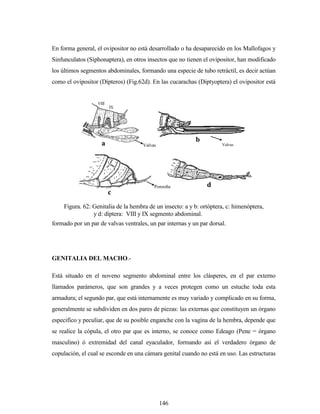 146
En forma general, el ovipositor no está desarrollado o ha desaparecido en los Mallofagos y
Sinfunculatos (Siphonaptera), en otros insectos que no tienen el ovipositor, han modificado
los últimos segmentos abdominales, formando una especie de tubo retráctil, es decir actúan
como el ovipositor (Dípteros) (Fig.62d). En las cucarachas (Diptyoptera) el ovipositor está
formado por un par de valvas ventrales, un par internas y un par dorsal.
GENITALIA DEL MACHO.-
Está situado en el noveno segmento abdominal entre los clásperes, en el par externo
llamados parámeros, que son grandes y a veces protegen como un estuche toda esta
armadura; el segundo par, que está internamente es muy variado y complicado en su forma,
generalmente se subdividen en dos pares de piezas: las externas que constituyen un órgano
especifico y peculiar, que de su posible enganche con la vagina de la hembra, depende que
se realice la cópula, el otro par que es interno, se conoce como Edeago (Pene = órgano
masculino) ó extremidad del canal eyaculador, formando así el verdadero órgano de
copulación, el cual se esconde en una cámara genital cuando no está en uso. Las estructuras
VIII
IX
Valvas
Ponzoña
a
b
c
d
Figura. 62: Genitalia de la hembra de un insecto: a y b: ortóptera, c: himenóptera,
y d: díptera: VIII y IX segmento abdominal.
Valvas
 
