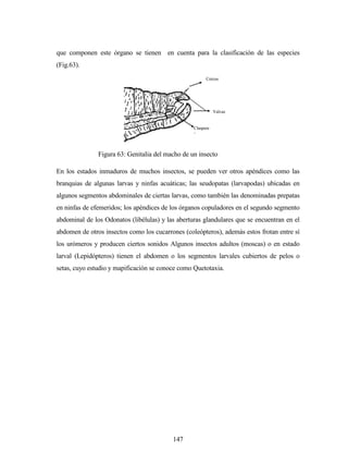 147
que componen este órgano se tienen en cuenta para la clasificación de las especies
(Fig.63).
En los estados inmaduros de muchos insectos, se pueden ver otros apéndices como las
branquias de algunas larvas y ninfas acuáticas; las seudopatas (larvapodas) ubicadas en
algunos segmentos abdominales de ciertas larvas, como también las denominadas prepatas
en ninfas de efemeridos; los apéndices de los órganos copuladores en el segundo segmento
abdominal de los Odonatos (libélulas) y las aberturas glandulares que se encuentran en el
abdomen de otros insectos como los cucarrones (coleópteros), además estos frotan entre sí
los urómeros y producen ciertos sonidos Algunos insectos adultos (moscas) o en estado
larval (Lepidópteros) tienen el abdomen o los segmentos larvales cubiertos de pelos o
setas, cuyo estudio y mapificación se conoce como Quetotaxia.
Cercus
Valvas
Claspere
s
Figura 63: Genitalia del macho de un insecto
(Ortoptera)
 