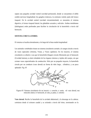151
separa una pequeña cavidad ventral (cavidad perineural), donde se encuentran el doble
cordón nervioso longitudinal, los ganglios torácicos, la comisura ventral, parte del tronco
traqueal. En la cavidad central (cavidad circumintestinal), se encuentra el sistema
digestivo, el tronco traqueal lateral, las glándulas sexuales y salivales. Ambas membranas
(diafragmas) están perforadas para facilitar la circulación de la hemolinfa a través del
hemocele.
SISTEMA CIRCULATORIO.
El sistema se localiza dorsalmente, a lo largo de la línea media longitudinal.
Los animales vertebrados tienen un sistema circulatorio cerrado y la sangre circula a través
de vasos especiales (Arterias, Venas, y Vasos capilares). En los insectos, el sistema
circulatorio es abierto o sea que la hemolinfa (Sangre) circula libremente por el hemocele
(Cavidad interna), es decir alrededor de los órganos internos y tejidos del cuerpo, sin que
existan vasos especializados de conducción. Sólo por un pequeño trayecto, la hemolinfa
circula por un conducto (vaso dorsal) en forma de tubo largo, cilíndrico, y un poco
aplanado Fig. 65
Vaso dorsal. Recibe la hemolinfa de la cavidad abdominal y la descarga en la cabeza;
comienza desde el extremo caudal y se extiende a través del tórax, terminando en la
Figura 65: Sistema circulatorio de un insecto: c: corazón, a: aorta, vd: vaso dorsal, ma:
músculos alares, h: hemocele, al: alas, p: patas, o: ostiolos
al
o
c
ma
h
a vd
p
 