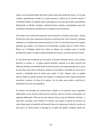 152
cabeza, está localizado debajo del dorso o pared dorsal del cuerpo del insecto. Es un tubo
continuo, generalmente cerrado en su parte posterior y abierto en el extremo anterior o
extremidad cefálica, las paredes están constituidas por una sola capa celular, generalmente
diferenciada en fibrillas circulares, indistintivamente estriadas, encontrándose entre dos
membranas homogéneas, posiblemente se originaron del sarcolemma..
Está unido con los tejidos del cuerpo por ciertos músculos, conocidos como alares, porque
forman entre ellos unas expansiones laminares en forma de alas. Estos músculos y pliegues
solamente se extienden hasta donde comienza la Aorta. El vaso dorsal tiene otros órganos
pulsátiles que ayudan a la circulación de la hemolinfa y pueden estar en el tórax (Alas y
Patas), en el diafragma dorsal que forma un tabique casi completo entre la cavidad
principal del cuerpo y la región situada alrededor del corazón, conocida como seno dorsal.
El vaso dorsal está compuesto por dos partes: la posterior llamada corazón, cuyo extremo
posterior es cerrado, es el órgano pulsátil principal, colocado en la parte posterior del
abdomen, bombea la hemolinfa desde la porción posterior del cuerpo pasando por la aorta,
de aquí fluye hacia todo el hemocele, después la hemolinfa es absorbida de nuevo por el
corazón y bombeada hacia la cabeza para repetir el ciclo. Algunas veces se pueden
observar flujos en sentido contrario, este impulso es ayudado por otros órganos pulsatorios
accesorios, cercanos a la base de la antena y de las patas, que ayudan a movilizar la
hemolinfa a través de estos apéndices.
El corazón está formado por constricciones, alojado en los primeros nueve segmentos
abdominales, como chorizos unidos por los extremos, cada uno de ellos corresponde a un
segmento abdominal. Cada una de estas cámaras tienen un par de aberturas valvulares a
cada lado, conocidas como Ostiolos (el numero varia según la especie de insecto), las
cuales dejan pasar la hemolinfa del hemocele hacia las cámaras por medio de succión, de
aquí pasa a la cabeza donde se descarga en la región del ganglio esofageal, desde este
 