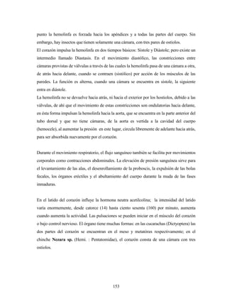 153
punto la hemolinfa es forzada hacia los apéndices y a todas las partes del cuerpo. Sin
embargo, hay insectos que tienen solamente una cámara, con tres pares de ostiolos.
El corazón impulsa la hemolinfa en dos tiempos básicos: Sístole y Diástole; pero existe un
intermedio llamado Diastasis. En el movimiento diastólico, las constricciones entre
cámaras provistas de válvulas a través de las cuales la hemolinfa pasa de una cámara a otra,
de atrás hacia delante, cuando se contraen (sistólico) por acción de los músculos de las
paredes. La función es alterna, cuando una cámara se encuentra en sístole, la siguiente
entra en diástole.
La hemolinfa no se devuelve hacia atrás, ni hacia el exterior por los hostiolos, debido a las
válvulas, de ahí que el movimiento de estas constricciones son ondulatorias hacia delante,
en ésta forma impulsan la hemolinfa hacia la aorta, que se encuentra en la parte anterior del
tubo dorsal y que no tiene cámaras, de la aorta es vertida a la cavidad del cuerpo
(hemocele), al aumentar la presión en este lugar, circula libremente de adelante hacia atrás,
para ser absorbida nuevamente por el corazón.
Durante el movimiento respiratorio, el flujo sanguíneo también se facilita por movimientos
corporales como contracciones abdominales. La elevación de presión sanguínea sirve para
el levantamiento de las alas, el desenrollamiento de la proboscis, la expulsión de las bolas
fecales, los órganos eréctiles y el abultamiento del cuerpo durante la muda de las fases
inmaduras.
En el latido del corazón influye la hormona neutra acetilcolina; la intensidad del latido
varía enormemente, desde catorce (14) hasta ciento sesenta (160) por minuto, aumenta
cuando aumenta la actividad. Las pulsaciones se pueden iniciar en el músculo del corazón
o bajo control nervioso. El órgano tiene muchas formas: en las cucarachas (Dictyoptera) las
dos partes del corazón se encuentran en el meso y metatórax respectivamente; en el
chinche Nezara sp. (Hemi. : Pentatomidae), el corazón consta de una cámara con tres
ostiolos.
 