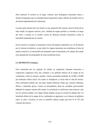 154
Para mantener el corazón en su lugar, contiene unos diafragmas musculares alares o
laminas triangulares que se extienden hasta la pared del cuerpo, difieren de nombre mas no
de función dependiendo de la ubicación.
La aorta, parte anterior del vaso dorsal, es una expansión del corazón; tiene la forma de un
tubo simple. En algunos insectos, sirve también de órgano pulsátil, se extiende a lo largo
del tórax y termina en el cerebro, carece de aberturas laterales (hostiolos); recibe la
hemolinfa impulsada por el corazón.
En los insectos el oxígeno se transporta a través del aparato respiratorio, en vez de hacerlo
por el sistema circulatorio, ya que todos los órganos presentan una membrana en base de
tejidos conectivos, el intercambio de materiales entre la hemolinfa y las células del cuerpo
está regulado por las propiedades de estas membranas bases.
LA HEMOLINFA (Sangre).
Está constituida por un conjunto de células en suspensión, llamadas hemocitos o
corpúsculos sanguíneos (Fig. 66), similares a los glóbulos blancos de la sangre de los
vertebrados, varían en número, tamaño y forma, promedian alrededor de 25.000 a 50.000
por milímetro cúbico (mm³), los cuales se multiplican y crecen toda la vida del insecto.
Está constituida también por una parte líquida (Plasma), fluido que contiene albúmina,
fibrina y materiales grasos. Carece de hemoglobina, llena las cavidades periviscerales
bañando los órganos internos del cuerpo. La circulación es ineficiente como proceso y por
eso los insectos pueden vivir algún tiempo después de que el corazón ha dejado latir. La
hemolinfa difiere de la sangre de los vertebrados en apariencia, en el número de glóbulos
rojos; es clara e incolora, en otros es amarilla verdosa, ocupa cerca del 15 al 75% del
volumen del insecto.
 