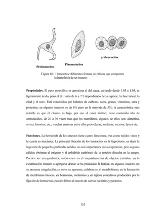 155
Propiedades. El peso específico se aproxima al del agua, variando desde 1.03 a 1.05, es
ligeramente ácido, pero el pH varía de 6 a 7.5 dependiendo de la especie, la fase larval, la
edad y el sexo. Está constituida por hidratos de carbono, sales, grasas, vitaminas, urea y
proteínas, en algunos insectos es de 6% pero en la mayoría de 5%; la característica mas
notable es que el cloruro es bajo, por eso el color hialino; tiene contenido alto de
aminoácidos, de 20 a 30 veces mas que los mamíferos, algunos de ellos son: alanerina,
serina, hirosina, etc.; muchas enzimas entre ellas proteolasas, amilasas, sucrosa, lipasa etc.
Funciones. La hemolinfa de los insectos tiene cuatro funciones, tres como tejidos vivos y
la cuarta es mecánica. La principal función de los hemocitos es la fagocitosis, es decir la
ingestión de pequeñas partículas sólidas, no son importantes en la respiración, pero algunas
células obtienen el oxigeno y el anhídrido carbónico de la porción disuelta en la sangre.
Pueden ser encapsulantes, intervienen en el enquistamiento de objetos extraños; en la
cicatrización tienden a agregarse donde se ha producido la herida; en algunos insectos no
se presenta coagulación, en otros es aparente; colabora en el metabolismo, en la formación
de membranas básicas, en hormonas, melaninas y en tejidos conectivos producidos por la
fijación de hemocitos, pueden librar al insecto de ciertas bacterias y parásitos.
Prohemocitos
Plasmatocitos
proleucocitos
Figura 66: Hemocitos: diferentes formas de células que componen
la hemolinfa de un insecto.
 