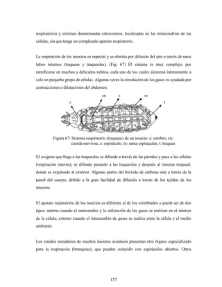 157
respiratorios y enzimas denominadas citrocromos, localizadas en las mitocondrias de las
células, sin que tenga un complicado aparato respiratorio.
La respiración de los insectos es especial y se efectúa por difusión del aire a través de unos
tubos internos (traqueas y traqueolas). (Fig. 67) El sistema es muy complejo, por
ramificarse en muchos y delicados tubitos, cada uno de los cuales alcanzan íntimamente a
solo un pequeño grupo de células. Algunas veces la circulación de los gases es ayudada por
contracciones o dilataciones del abdomen.
El oxigeno que llega a las traqueolas se difunde a través de las paredes y pasa a las células
(respiración interna); se difunde pasando a las traqueolas y después al sistema traqueal,
donde es expulsado al exterior. Algunas partes del bióxido de carbono sale a través de la
pared del cuerpo, debido a la gran facilidad de difusión a través de los tejidos de los
insectos.
El aparato respiratorio de los insectos es diferente al de los vertebrados y puede ser de dos
tipos: interno cuando el intercambio y la utilización de los gases se realizan en el interior
de la célula; externo cuando el intercambio de gases se realiza entre la célula y el medio
ambiente.
Los estados inmaduros de muchos insectos acuáticos presentan otro órgano especializado
para la respiración (branquias), que pueden coincidir con espiráculos abiertos. Otros
c
cn e re
t
Figura 67: Sistema respiratorio (traqueas) de un insecto: c: cerebro, cn:
cuerda nerviosa, e: espiráculo, re: rama espiracular, t: traquea
 