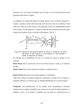 158
presentan uno o dos tubos que pueden sacar del agua y en sus extremos puede existir
espiráculos para tomar el oxígeno.
Las aberturas de la pared del cuerpo por donde penetra el aire se llaman espiráculos o
estigmas, ubicados a ambos lados del cuerpo tanto del tórax como en el abdomen. Están
unidos por medio de un tubo traqueal a otro principal, el cual corre longitudinalmente por
todo el cuerpo. En cada segmento, se origina, a partir del tubo principal una serie de ramas
en pares que conducen el aire a los tejidos de los órganos. (Fig. 68 ).
Se considera que la distribución del aire en el cuerpo del insecto se efectúa en tres
secciones:
Rama Dorsal. Que le proporciona aire al vaso dorsal (corazón y aorta), y los músculos
dorsales.
Rama Ventral. Que airea los músculos ventrales y el sistema nervioso.
Rama Visceral. Que da aire a los sistemas digestivos y reproductor.
Cada rama la forma, las traqueas, traqueolas y espiráculos. Los gases como el oxigeno, el
anhídrido carbónico y el vapor de agua, se difunden rápidamente por el sistema traqueal.
Traqueolas. Son ramificaciones de las nacidas como traqueoblastos, reforzadas
internamente por espirales (Tenideas), pero carecen de una capa de células epiteliales, se
difunden a través de los órganos y apéndices que van airear. La subdivisión tiene un
ta
es
pd
tt
rttp
t
ta
ta
ta
ta
te
Figura 68: Esquema de una traquea abierta de un insecto: es: espiráculo, pd: pared
del cuerpo, tt: tubo traqueal, rt: rama traqueal, tp: tubo principal, t:
tejidos, ta: traqueolas, te: tenideas.
 