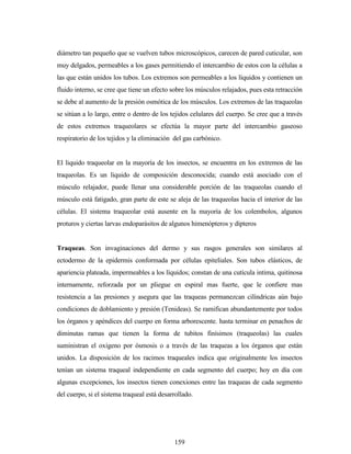 159
diámetro tan pequeño que se vuelven tubos microscópicos, carecen de pared cuticular, son
muy delgados, permeables a los gases permitiendo el intercambio de estos con la células a
las que están unidos los tubos. Los extremos son permeables a los líquidos y contienen un
fluido interno, se cree que tiene un efecto sobre los músculos relajados, pues esta retracción
se debe al aumento de la presión osmótica de los músculos. Los extremos de las traqueolas
se sitúan a lo largo, entre o dentro de los tejidos celulares del cuerpo. Se cree que a través
de estos extremos traqueolares se efectúa la mayor parte del intercambio gaseoso
respiratorio de los tejidos y la eliminación del gas carbónico.
El liquido traqueolar en la mayoría de los insectos, se encuentra en los extremos de las
traqueolas. Es un liquido de composición desconocida; cuando está asociado con el
músculo relajador, puede llenar una considerable porción de las traqueolas cuando el
músculo está fatigado, gran parte de este se aleja de las traqueolas hacia el interior de las
células. El sistema traqueolar está ausente en la mayoría de los colembolos, algunos
proturos y ciertas larvas endoparásitos de algunos himenópteros y dípteros
Traqueas. Son invaginaciones del dermo y sus rasgos generales son similares al
ectodermo de la epidermis conformada por células epiteliales. Son tubos elásticos, de
apariencia plateada, impermeables a los líquidos; constan de una cutícula intima, quitinosa
internamente, reforzada por un pliegue en espiral mas fuerte, que le confiere mas
resistencia a las presiones y asegura que las traqueas permanezcan cilíndricas aún bajo
condiciones de doblamiento y presión (Tenideas). Se ramifican abundantemente por todos
los órganos y apéndices del cuerpo en forma arborescente. hasta terminar en penachos de
diminutas ramas que tienen la forma de tubitos finísimos (traqueolas) las cuales
suministran el oxigeno por ósmosis o a través de las traqueas a los órganos que están
unidos. La disposición de los racimos traqueales indica que originalmente los insectos
tenían un sistema traqueal independiente en cada segmento del cuerpo; hoy en día con
algunas excepciones, los insectos tienen conexiones entre las traqueas de cada segmento
del cuerpo, si el sistema traqueal está desarrollado.
 