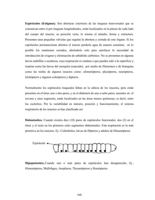 160
Espiráculos (Estigmas). Son aberturas exteriores de las traqueas transversales que se
comunican entre sí por traqueas longitudinales, están localizados en la pleura de cada lado
del cuerpo del insecto; su posición varia, lo mismo el tamaño, forma y estructura.
Presentan unas pequeñas válvulas que regulan la abertura y cerrada de este órgano. Si los
espiráculos permanecieran abiertos el insecto perdería agua de manera constante, en lo
posible los mantienen cerrados, abriéndolo solo para satisfacer la necesidad de
introducción de oxigeno y eliminación de anhídrido carbónico. No se presentan en algunas
larvas endófilas o acuáticas, cuya respiración es cutánea o que pueden salir a la superficie y
respirar como las larvas del mosquito (zancudo), por medio de filamentos o de branquias
como las ninfas de algunos insectos como: efemerópteros, plecópteros, neurópteros,
trichópteros y algunos coleópteros y dípteros.
Normalmente los espiráculos traqueales faltan en la cabeza de los insectos, pero están
presentes en el tórax uno o dos pares, y en el abdomen de uno a ocho pares, ausentes en el
noveno y once segmento, están localizados en las áreas menos quitinosas, es decir, entre
los escleritos. Por la variabilidad en número, posición y funcionamiento, el sistema
respiratorio de los insectos se han clasificado así:
Holonéustico. Cuando existen diez (10) pares de espiráculos funcionales: dos (2) en el
tórax y el resto en los primeros ocho segmentos abdominales. Esta respiración es la más
primitiva en los insectos. Ej.: Colémbolos, larvas de Dípteros y adultos de Himenópteros
Hipopnéustico..Cuando uno o más pares de espiráculos han desaparecido, Ej.:
Himenópteros, Mallófagos, Anopluros, Thysanópteros y Homópteros.
        
Espiráculo
 