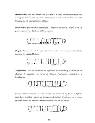 161
Hemipnéustico. Este tipo de respiración es propia de las larvas y se distingue porque uno
o más pares de espiráculos del sistema primitivo se han vuelto no funcionales, es el más
frecuente. De este caso tenemos los subtipos:
Peripnéustico. Los espiráculos abdominales (8 pares) son funcionales, excepto el par del
protórax y mesotórax, Ej.: larvas de Himenópteros.
Propnéustico. Cuando solo los espiráculos del mesotórax son funcionales y los demás
ausentes. Ej.: pupas de Dípteros.
Anfipnéustico. Solo son funcionales los espiráculos del mesotórax y el último par del
abdomen (8 segmento). Ej.: larvas de Dípteros, Neurópteros, Himenópteros y
Lepidópteros.
Metapnéustico. Solamente está abierto el último par abdominal. Ej.: larvas de Dípteros
(culicidae y tipulidae) y adultos de Coleópteros (dytiscidae), Homópteros (en el primer
estado de las cigarras), Hemípteros ( belastomatidae = cucarachas del agua).
     

 

 