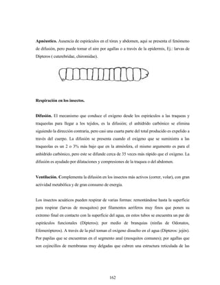 162
Apnéustico. Ausencia de espiráculos en el tórax y abdomen, aquí se presenta el fenómeno
de difusión, pero puede tomar el aire por agallas o a través de la epidermis, Ej.: larvas de
Dípteros ( cuterebridae, chiromidae).
Respiración en los insectos.
Difusión. El mecanismo que conduce el oxígeno desde los espiráculos a las traqueas y
traqueolas para llegar a los tejidos, es la difusión; el anhídrido carbónico se elimina
siguiendo la dirección contraria, pero casi una cuarta parte del total producido es expelido a
través del cuerpo. La difusión se presenta cuando el oxígeno que se suministra a las
traqueolas es un 2 o 3% más bajo que en la atmósfera, el mismo argumento es para el
anhídrido carbónico, pero este se difunde cerca de 35 veces más rápido que el oxígeno. La
difusión es ayudado por dilataciones y compresiones de la traquea o del abdomen.
Ventilación. Complementa la difusión en los insectos más activos (correr, volar), con gran
actividad metabólica y de gran consumo de energía.
Los insectos acuáticos pueden respirar de varias formas: remontándose hasta la superficie
para respirar (larvas de mosquitos) por filamentos aeríferos muy finos que ponen su
extremo final en contacto con la superficie del agua, en estos tubos se encuentra un par de
espiráculos funcionales (Dípteros); por medio de branquias (ninfas de Odonatos,
Efemerópteros). A través de la piel toman el oxígeno disuelto en el agua (Dípteros: jején).
Por papilas que se encuentran en el segmento anal (mosquitos comunes); por agallas que
son cojincillos de membranas muy delgadas que cubren una estructura reticulada de las
 