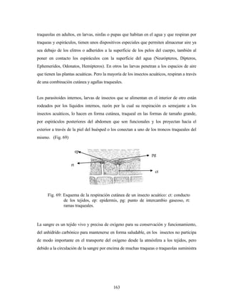 163
traqueolas en adultos, en larvas, ninfas o pupas que habitan en el agua y que respiran por
traqueas y espiráculos, tienen unos dispositivos especiales que permiten almacenar aire ya
sea debajo de los elitros o adheridos a la superficie de los pelos del cuerpo, también al
poner en contacto los espiráculos con la superficie del agua (Neurópteros, Dípteros,
Ephemeridos, Odonatos, Hemípteros). En otros las larvas penetran a los espacios de aire
que tienen las plantas acuáticas. Pero la mayoría de los insectos acuáticos, respiran a través
de una combinación cutánea y agallas traqueales.
Los parasitoides internos, larvas de insectos que se alimentan en el interior de otro están
rodeados por los líquidos internos, razón por la cual su respiración es semejante a los
insectos acuáticos, lo hacen en forma cutánea, traqueal en las formas de tamaño grande,
por espiráculos posteriores del abdomen que son funcionales y los proyectan hacia el
exterior a través de la piel del huésped o los conectan a uno de los troncos traqueales del
mismo. (Fig. 69)
La sangre es un tejido vivo y precisa de oxígeno para su conservación y funcionamiento,
del anhídrido carbónico para mantenerse en forma saludable, en los insectos no participa
de modo importante en el transporte del oxígeno desde la atmósfera a los tejidos, pero
debido a la circulación de la sangre por encima de muchas traqueas o traqueolas suministra
rt
ct
pg
ep
Fig. 69: Esquema de la respiración cutánea de un insecto acuático: ct: conducto
de los tejidos, ep: epidermis, pg: punto de intercambio gaseoso, rt:
ramas traqueales.
 