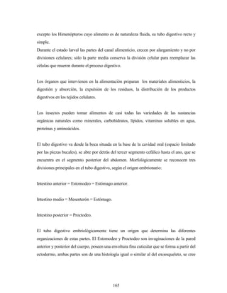 165
excepto los Himenópteros cuyo alimento es de naturaleza fluida, su tubo digestivo recto y
simple.
Durante el estado larval las partes del canal alimenticio, crecen por alargamiento y no por
divisiones celulares; sólo la parte media conserva la división celular para reemplazar las
células que mueren durante el proceso digestivo.
Los órganos que intervienen en la alimentación preparan los materiales alimenticios, la
digestión y absorción, la expulsión de los residuos, la distribución de los productos
digestivos en los tejidos celulares.
Los insectos pueden tomar alimentos de casi todas las variedades de las sustancias
orgánicas naturales como minerales, carbohidratos, lípidos, vitaminas solubles en agua,
proteínas y aminoácidos.
El tubo digestivo va desde la boca situada en la base de la cavidad oral (espacio limitado
por las piezas bucales), se abre por detrás del tercer segmento cefálico hasta el ano, que se
encuentra en el segmento posterior del abdomen. Morfológicamente se reconocen tres
divisiones principales en el tubo digestivo, según el origen embrionario:
Intestino anterior = Estomodeo = Estómago anterior.
Intestino medio = Mesenterón = Estómago.
Intestino posterior = Proctodeo.
El tubo digestivo embriológicamente tiene un origen que determina las diferentes
organizaciones de estas partes. El Estomodeo y Proctodeo son invaginaciones de la pared
anterior y posterior del cuerpo, poseen una envoltura fina cuticular que se forma a partir del
ectodermo, ambas partes son de una histología igual o similar al del exoesqueleto, se cree
 