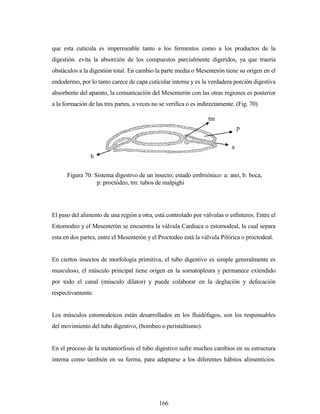 166
que esta cutícula es impermeable tanto a los fermentos como a los productos de la
digestión. evita la absorción de los compuestos parcialmente digeridos, ya que traería
obstáculos a la digestión total. En cambio la parte media o Mesenterón tiene su origen en el
endodermo, por lo tanto carece de capa cuticular interna y es la verdadera porción digestiva
absorbente del aparato, la comunicación del Mesenterón con las otras regiones es posterior
a la formación de las tres partes, a veces no se verifica o es indirectamente. (Fig. 70)
El paso del alimento de una región a otra, está controlado por válvulas o esfínteres. Entre el
Estomodeo y el Mesenterón se encuentra la válvula Cardiaca o estomodeal, la cual separa
esta en dos partes, entre el Mesenterón y el Proctodeo está la válvula Pilórica o proctodeal.
En ciertos insectos de morfología primitiva, el tubo digestivo es simple generalmente es
musculoso, el músculo principal tiene origen en la somatopleura y permanece extendido
por todo el canal (músculo dilator) y puede colaborar en la deglución y defecación
respectivamente.
Los músculos estomodeicos están desarrollados en los fluidófagos, son los responsables
del movimiento del tubo digestivo, (bombeo o peristaltismo).
En el proceso de la metamorfosis el tubo digestivo sufre muchos cambios en su estructura
interna como también en su forma, para adaptarse a los diferentes hábitos alimenticios.
b
tm
p
a
Figura 70: Sistema digestivo de un insecto; estado embriónico: a: ano, b: boca,
p: proctódeo, tm: tubos de malpighi
 