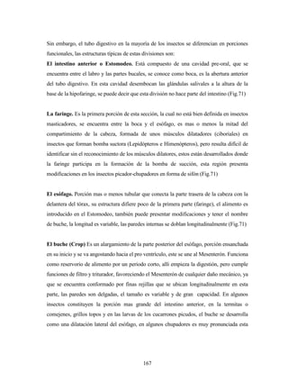167
Sin embargo, el tubo digestivo en la mayoría de los insectos se diferencian en porciones
funcionales, las estructuras típicas de estas divisiones son:
El intestino anterior o Estomodeo. Está compuesto de una cavidad pre-oral, que se
encuentra entre el labro y las partes bucales, se conoce como boca, es la abertura anterior
del tubo digestivo. En esta cavidad desembocan las glándulas salivales a la altura de la
base de la hipofaringe, se puede decir que esta división no hace parte del intestino (Fig.71)
La faringe. Es la primera porción de esta sección, la cual no está bien definida en insectos
masticadores, se encuentra entre la boca y el esófago, es mas o menos la mitad del
compartimiento de la cabeza, formada de unos músculos dilatadores (ciboriales) en
insectos que forman bomba suctora (Lepidópteros e Himenópteros), pero resulta difícil de
identificar sin el reconocimiento de los músculos dilatores, estos están desarrollados donde
la faringe participa en la formación de la bomba de succión, esta región presenta
modificaciones en los insectos picador-chupadores en forma de sifón (Fig.71)
El esófago. Porción mas o menos tubular que conecta la parte trasera de la cabeza con la
delantera del tórax, su estructura difiere poco de la primera parte (faringe), el alimento es
introducido en el Estomodeo, también puede presentar modificaciones y tener el nombre
de buche, la longitud es variable, las paredes internas se doblan longitudinalmente (Fig.71)
El buche (Crop) Es un alargamiento de la parte posterior del esófago, porción ensanchada
en su inicio y se va angostando hacia el pro ventrículo, este se une al Mesenterón. Funciona
como reservorio de alimento por un periodo corto, allí empieza la digestión, pero cumple
funciones de filtro y triturador, favoreciendo el Mesenterón de cualquier daño mecánico, ya
que se encuentra conformado por finas rejillas que se ubican longitudinalmente en esta
parte, las paredes son delgadas, el tamaño es variable y de gran capacidad. En algunos
insectos constituyen la porción mas grande del intestino anterior, en la termitas o
comejenes, grillos topos y en las larvas de los cucarrones picudos, el buche se desarrolla
como una dilatación lateral del esófago, en algunos chupadores es muy pronunciada esta
 