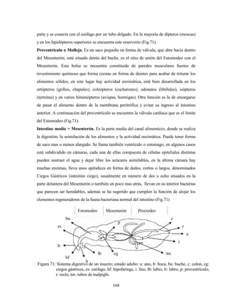 168
parte y se conecta con el esófago por un tubo delgado. En la mayoría de dípteros (moscas)
y en los lepidópteros superiores se encuentra este reservorio (Fig.71).
Proventrículo o Molleja. Es un saco pequeño en forma de válvula, que abre hacia dentro
del Mesenterón; está situado detrás del buche, es el sitio de unión del Estomodeo con el
Mesenterón. Esta bolsa se encuentra constituida de paredes musculares fuertes de
revestimiento quitinoso que forma crestas en forma de dientes para acabar de triturar los
alimentos sólidos, en este lugar hay actividad enzimática, está bien desarrollada en los
ortópteros (grillos, chapules), coleópteros (cucharones), odonatos (libélulas), isópteros
(termitas) y en varios himenópteros (avispas, hormigas). Otra función es la de encargarse
de pasar el alimento dentro de la membrana peritrófica y evitar su ingreso al intestino
anterior. A continuación del proventrículo se encuentra la válvula cardiaca que es el limite
del Estomodeo (Fig.71).
Intestino medio = Mesenterón. Es la parte media del canal alimenticio, donde se realiza
la digestión, la asimilación de los alimentos y la actividad enzimática. Puede tener forma
de saco mas o menos alargado. Se llama también ventrículo o estomago, en algunos casos
está subdividido en cámaras, cada una de ellas compuesta de células epiteliales distintas
pueden sustraer el agua y dejar libre los azúcares asimilables, en la última cámara hay
muchas enzimas, lleva unos apéndices en forma de dedos, cortos o largos, denominados
Ciegos Gástricos (intestino ciego), usualmente en número de dos a ocho situados en la
parte delantera del Mesenterón o también un poco mas atrás, llevan en su interior bacterias
que parecen ser heredables, además se ha sugerido que cumplen la función de alojar los
elementos regeneradores de la fauna bacteriana normal del intestino (Fig.71)
Figura 71: Sistema digestivo de un insecto; estado adulto: a: ano, b: boca, bu: buche, c: colon, cg:
ciegos gástricos, es: esófago, hf: hipofaringe, i: íleo, lb: labio, lr: labro, p: proventrículo,
r: recto, tm: tubos de malpighi.
b
lr
lb
hf
Estomodeo Mesenterón Proctodeo
es
bu
cg
p
tm
i
c
r
a
 