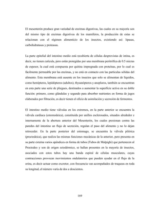 169
El mesenterón produce gran variedad de enzimas digestivas, las cuales en su mayoría son
del mismo tipo de enzimas digestivas de los mamíferos, la producción de estas se
relacionan con el régimen alimenticio de los insectos, existiendo así: lipasas,
carbohidratasas y proteasas.
La parte epitelial del intestino medio está recubierta de células desprovistas de intina, es
decir, no tienen cutícula, pero están protegidas por una membrana peritrófica de 0.5 micras
de espesor, la cual está compuesta por quitina impregnada con proteínas, por lo cual es
fácilmente permeable por las enzimas, y no está en contacto con las partículas sólidas del
alimento. Esta membrana está ausente en los insectos que solo se alimentan de líquidos,
como hemípteros, lepidópteros (adultos), thysanópteros y anopluros, también se encuentran
en esta parte una serie de pliegues, destinados a aumentar la superficie activa en su doble
función: primero, como glándulas y segundo para absorber nutrientes en forma de jugos
elaborados por filtración, es decir tienen el oficio de asimilación y secreción de fermentos.
El intestino medio tiene válvulas en los extremos, en la parte anterior se encuentra la
válvula cardiaca (estomodeica), constituida por anillos esclerosados, situados alrededor e
internamente de la abertura anterior del Mesenterón, los cuales presionan contra las
paredes del intestino un flujo de secreción, regulan el paso del alimento y no lo dejan
retroceder. En la parte posterior del estomago, se encuentra la válvula pilórica
(proctodeica), que realiza las mismas funciones mecánicas de la anterior, pero presenta en
su parte externa varios apéndices en forma de tubos (Tubos de Malpighi) que pertenecen al
Proctodeo y son de origen ectodérmico, se hallan presentes en la mayoría de insectos,
asociados con estos tubos hay una banda espiral de células musculares, cuyas
contracciones provocan movimientos ondulatorios que pueden ayudar en el flujo de la
orina, es decir actuar como excretor, con frecuencia van acompañados de traqueas en toda
su longitud, el número varía de dos a doscientos.
 