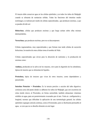 170
El insecto debe conservar agua en las células epiteliales y en todos los tubos de Malpighi
cuando se alimenta de sustancias sólidas. Todas las funciones del intestino medio
(estómago), se realizan por medio de células especializadas, .que producen enzimas, y que
se pueden dividir así:
Holocrinas, células que producen enzimas y que luego actúan sobre ellas mismas
destruyéndolas.
Nerocrinas, que producen enzimas, pero no se descomponen.
Células regeneradoras, muy especializadas y que forman mas tarde células de secreción
holocrinas, la reunión de estas células toma el nombre de Nido.
Células especializadas que sirven para la absorción de nutrientes y la producción de
enzimas como:
Amilasa, producida en la saliva de los insectos, sirve para la digestión de los almidones,
típicas de insectos que se alimentan de líquidos.
Proteolasa, típica de insectos que viven de otros insectos, como depredadores y
parasitoides.
Intestino Posterior = Proctodeo. Es la tercera porción o sección del tubo digestivo;
comienza cerca del punto donde se adhieren los tubos de Malpighi, que son excretores de
orina (ácido úrico), al Proctodeo, en forma semisólida; también almacenan vitaminas
solubles en agua, para ser posteriormente evacuados por el ano. Varía en configuración y
longitud, razones que dificultan la aplicación de una terminología general; las células
epiteliales segregan cutícula continua, como el Estomodeo, pero es fácilmente permeable al
agua, se cree que no se absorbe alimento en este lugar.
 