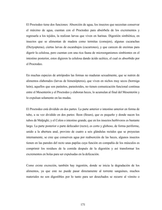 171
El Proctodeo tiene dos funciones: Absorción de agua, los insectos que necesitan conservar
el máximo de agua, cuentan con el Proctodeo para absórbela de los excrementos y
regresarla a los tejidos, la realizan larvas que viven en harinas. Digestión simbiótica, en
insectos que se alimentan de madera como termitas (comejen), algunas cucarachas
(Dictyopteras), ciertas larvas de escarabajos (cucarrones), y que carecen de enzimas para
digerir la celulosa, pero cuentan con una rica fauna de microorganismos simbiontes en el
intestino posterior, estos digieren la celulosa dando ácido acético, el cual es absorbido por
el Proctodeo.
En muchas especies de artrópodos las formas no maduran sexualmente, que se nutren de
alimentos elaborados (larvas de himenópteros), que viven en nichos muy secos (hormiga
león), aquellos que son parásitos, parasitoides, no tienen comunicación funcional continua
entre el Mesenterón y el Proctodeo y elaboran heces, lo acumulan al final del Mesenterón y
lo expulsan solamente en las mudas.
El Proctodeo está dividido en dos partes: La parte anterior o intestino anterior en forma de
tubo, a su vez dividido en dos partes: Ileon (Ileum), que es pequeño y donde nacen los
tubos de Malpighi; y el Colon o intestino grande, que en los insectos herbívoros es bastante
largo. La parte posterior o parte defecador (recto), es corto y globoso, de forma periforme,
unido a la abertura anal, provisto de cuatro a seis glándulas rectales que se proyectan
internamente, se cree que conserven agua por reabsorción de las heces, algunos insectos
tienen en las paredes del recto unas papilas cuya función en compañía de los músculos es
comprimir los residuos de la comida después de la digestión y así transformar los
excrementos en bolas para ser expulsadas en la defecación.
Como existe excreción, también hay ingestión, donde se inicia la degradación de los
alimentos, ya que este no puede pasar directamente al torrente sanguíneo, muchos
materiales no son digestibles por lo tanto para ser desechados se recurre al vómito o
 
