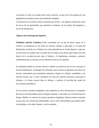 172
evacuación, el cual no se puede tener como excreción, ya que este no ha pasado por una
degradación enzimática ni por una asimilación completa.
La mayoría de los insectos toman su alimento por la boca, con algunas excepciones como
las larvas de los parasitoides, que absorben el alimento de los tejidos del hospedero a
través del integumento
Algunos anexos del aparato digestivo.
Glándulas salivales (Labiales) Están constituidas por un par de tubos, ciegos en el
extremo, se encuentran en casi todos los insectos, situados a cada lado y a lo largo del
Mesenterón, asociado con el labium, los cuales desembocan en el tubo digestivo, cada uno
de estos tiene un conducto que se reúnen por lo común en la cabeza, para formar uno solo
dentro de la cavidad pre-oral entre el labium y la hipofaringe, destinado a producir
carbohidrasas que se mezclan con los alimentos antes de ser ingeridos.
Las glándulas pueden ser de tipo sinuoso o tubular, las primeras son las mas comunes, la
función fundamental es predigerir los alimentos, pues la saliva se depositan en la boca, los
insectos masticadores para humedecer alimentos, limpiar los estiletes, mandíbulas y las
maxilas bucales, por el cierre simultaneo de estas dos ultimas estructuras, presionan el
alimento y lo hacen avanzar hacia la faringe, y continua el recorrido por medio de
movimientos peristálticos.
En los insectos picadores-chupadores estos depositan la saliva directamente al hospedero
del cual se está alimentando, para ser después chupada y mezclada con el alimento hacia la
faringe. Debido a lo anterior los insectos picadores-chupadores, llaman mucho la atención
ya que estos son vectores de enfermedades, virus y otras enfermedades que pueden influir
en las plantas, en la salud humana y en los animales.
 