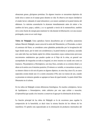 174
almacenan grasas, glicógenos proteínas. En algunos insectos se encuentran depósitos de
ácido úrico o uratos en el cuerpo graso durante su vida. Se observa con mayor claridad en
el estado larval, rodeando el canal alimenticio y en menor cantidad en la pared interna del
abdomen. La máxima acumulación la alcanzan inmediatamente antes de entrar a los
cambios de larva, pupa y adulto; y se va agotando a través de la metamorfosis, también
sirve como fuente de energía para mantener la vida durante la hibernación o en una escasez
prolongada, como en un vuelo largo.
Tubos de Malpighi. Estos apéndices fueron descubiertos por el científico anatomista
italiano Marcelo Malpighi, nacen cerca de la unión del Mesenterón y el Proctodeo, es decir
al comienzo del Ileon, se consideran como glándulas producidas por la invaginación del
lugar donde nacen, por lo tanto son ectodérmicas y la pared interna es quitinosa; asociada
con cada tubo hay una banda espiral de células musculares cuyas contracciones provocan
movimientos ondulatorios que pueden ayudar en el flujo de la orina, en general van
acompañados de traqueolas en toda su longitud, en otros insectos no sucede esto como en
tisanuros, Thysanópteros y Dermápteros, son muy finos, cerrados en su extremo distal y se
abren en la unión con el intestino posterior, El número es variable, se encuentran en pares y
su número clásico es de seis (6) pares en algunos dípteros, en otros hay cinco (5), en casos
especiales existen desde uno (1) a ciento cincuenta (150), rara vez menos de seis, cuando
se presentan en números grandes se agrupan en haces de igual tamaño. La parte distal flota
libremente en el celoma.
En los tubos de Malpighi existen diferencias histológicas. En muchos coleópteros, larvas
de lepidópteros e himenópteros, están cubiertos por una capa celular o muscular,
(Criptonefría) que ayuda a los insectos a conservar el agua por la eliminación de las heces.
La función principal de los tubos de Malpighi es la de excretores pues regulan la
composición de la hemolinfa, es decir tiene la misma función de los riñones de los
mamíferos: El epitelio esta especializado en la eliminación de productos intermedios del
 